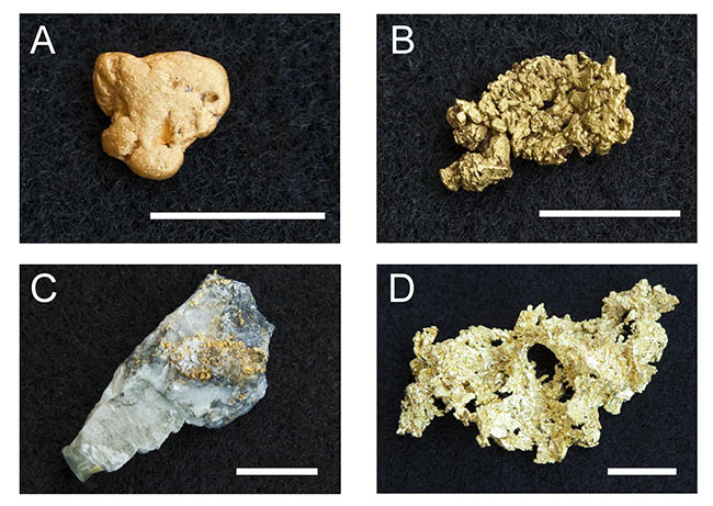 Nuggets De Mina De Ouro. Objeto De Mineração De Minério Precioso